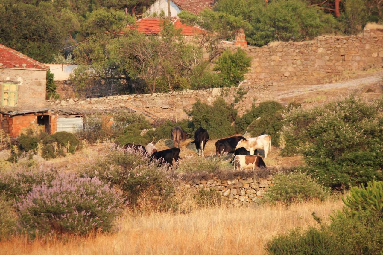 Alterna Koey Evi Guest House Ayvacik Exterior foto